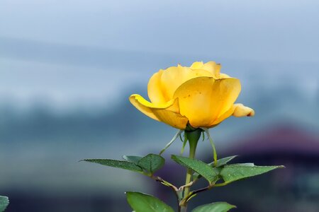 Nature love petal