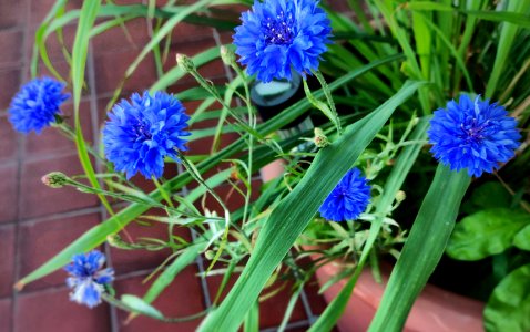 Jay's Spare Flowers photo