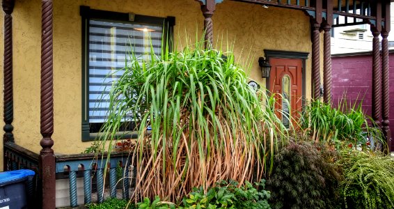Porch Plants