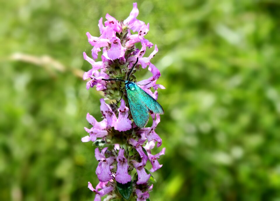 Insect bug macro