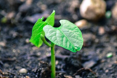 Green plant nature photo