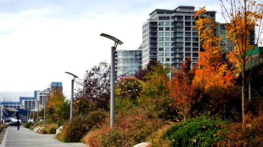 Fall Leaves