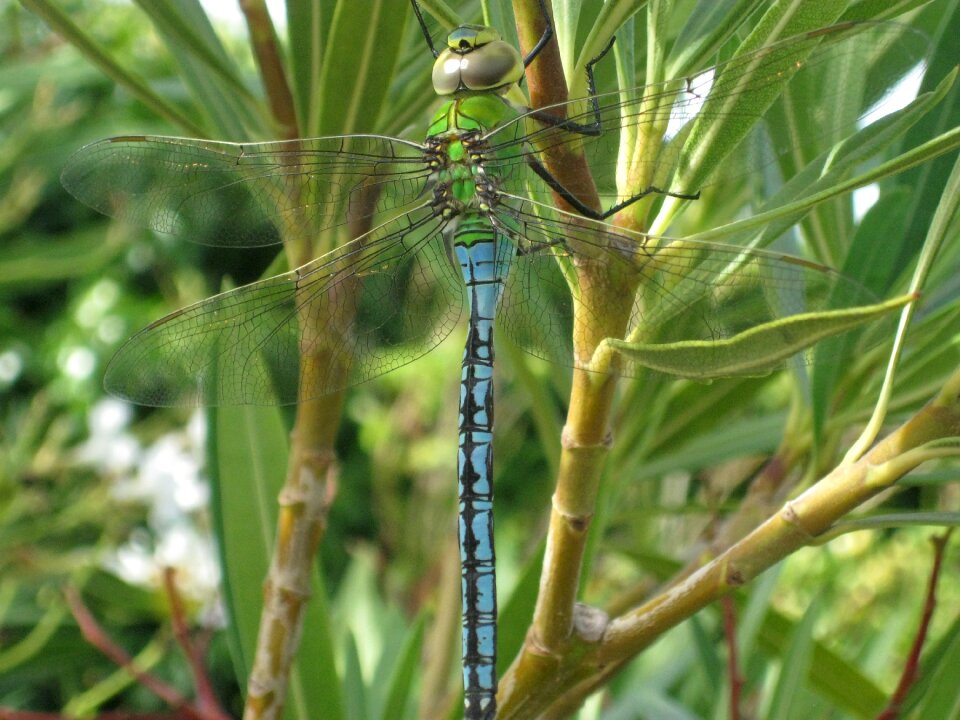Nature insect dragonfly