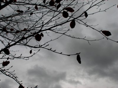 Most Leaves Have Left