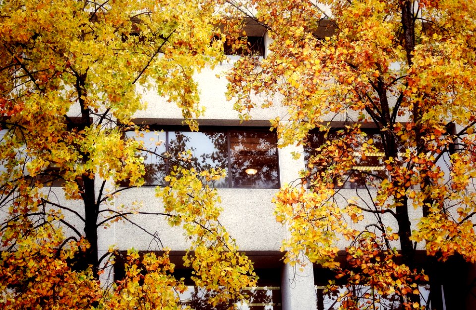 Carnarvon Street in October