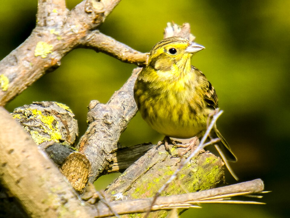 Garden bird nature animal