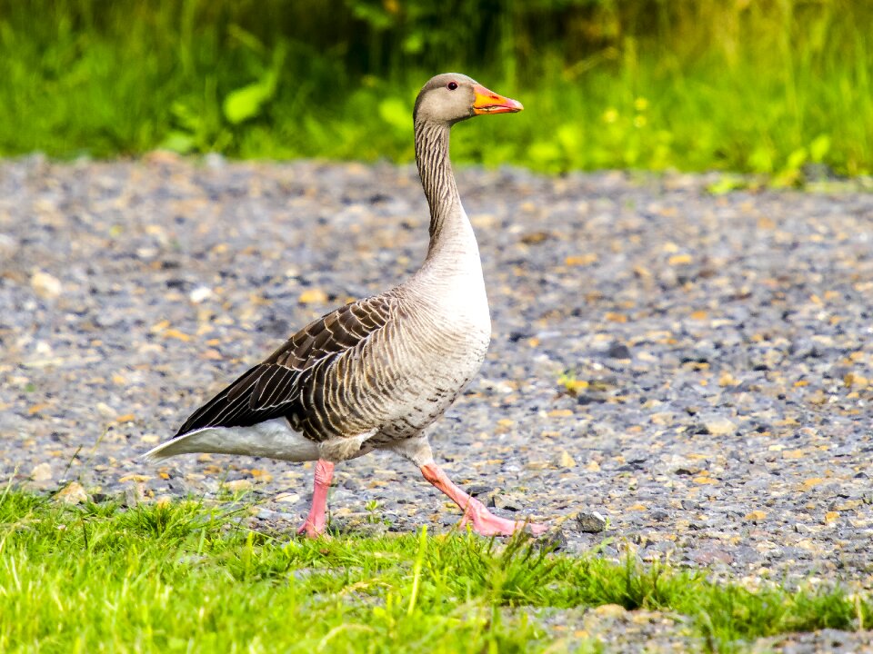 Bird nature animal