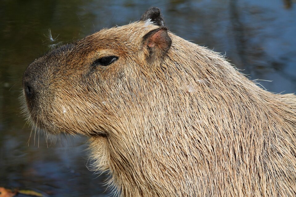 Wildlife rodent nature