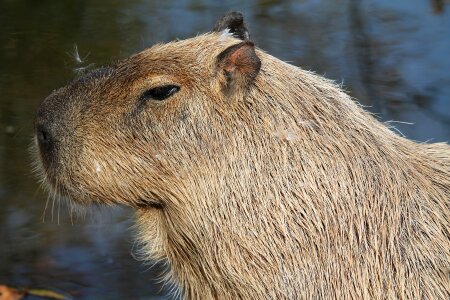 Wildlife rodent nature