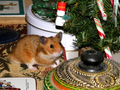 Holiday Hamster