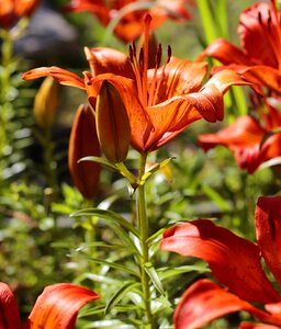 Flowers beautiful flower nature