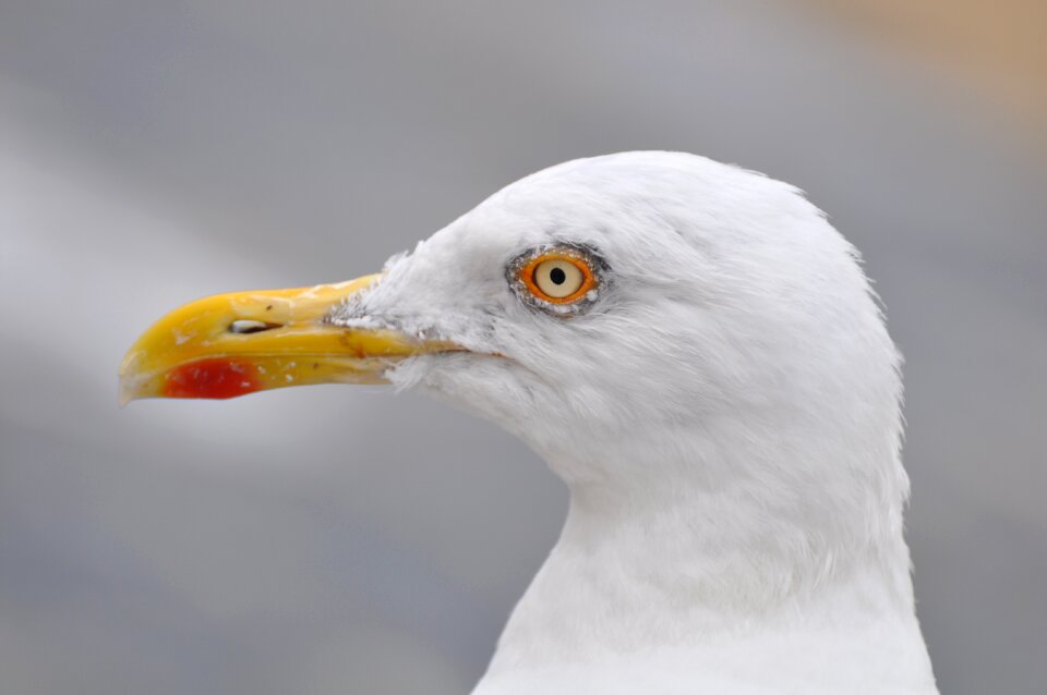 Sea ​​bird nature sea photo