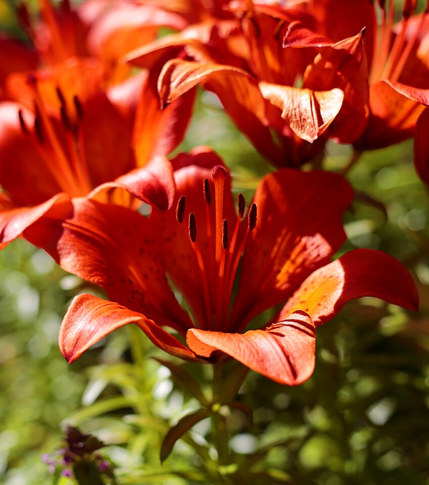 Flowers beautiful flower nature