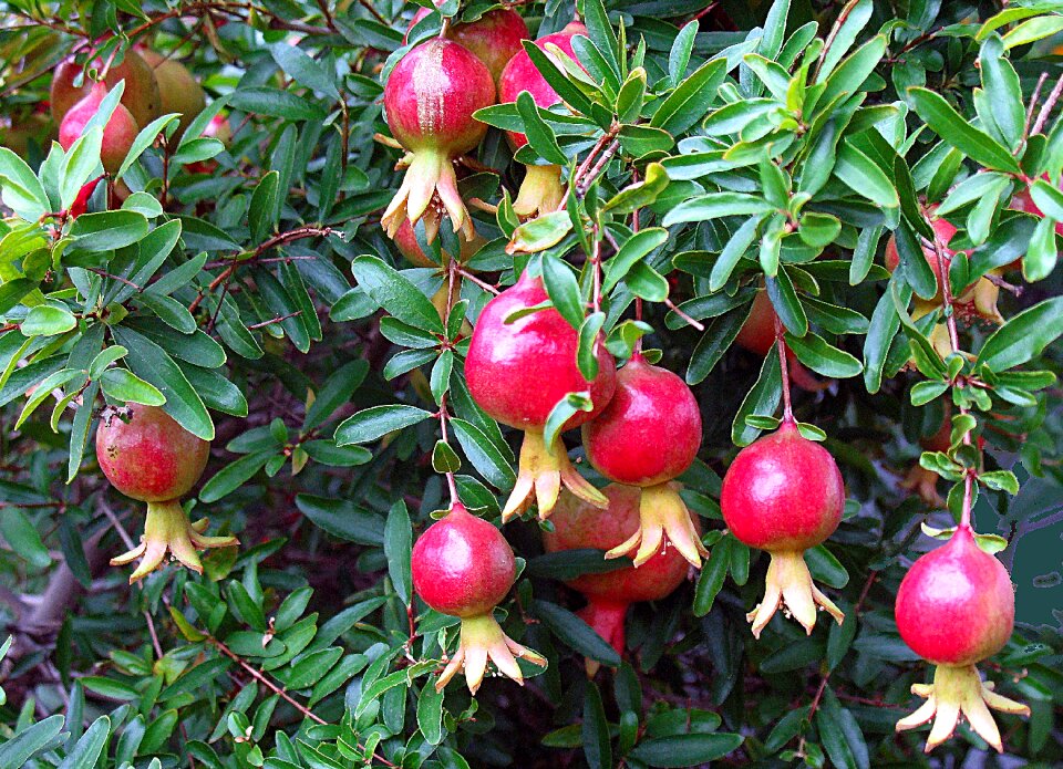 Pomegranate tree fruit