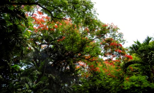 Mayflower Tree photo