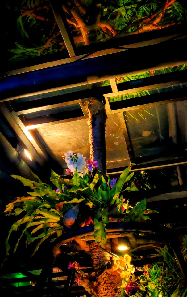 Tree Through the Roof