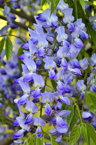 Hanging flower spring garden