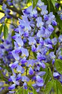 Hanging flower spring garden photo