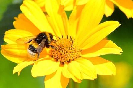 Yellow flower hummel insect