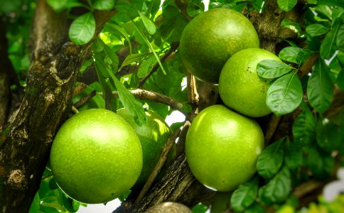 Hum ...Not Pomelos?