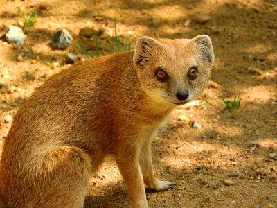 Mongoose cynictis penicillata african beast