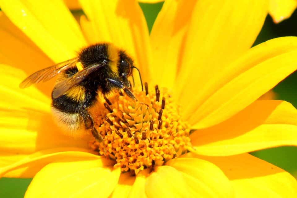 Yellow flower hummel insect
