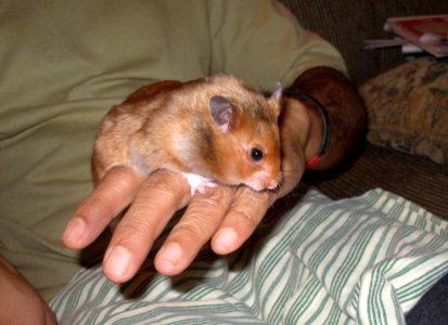 Newest Resident Rodent