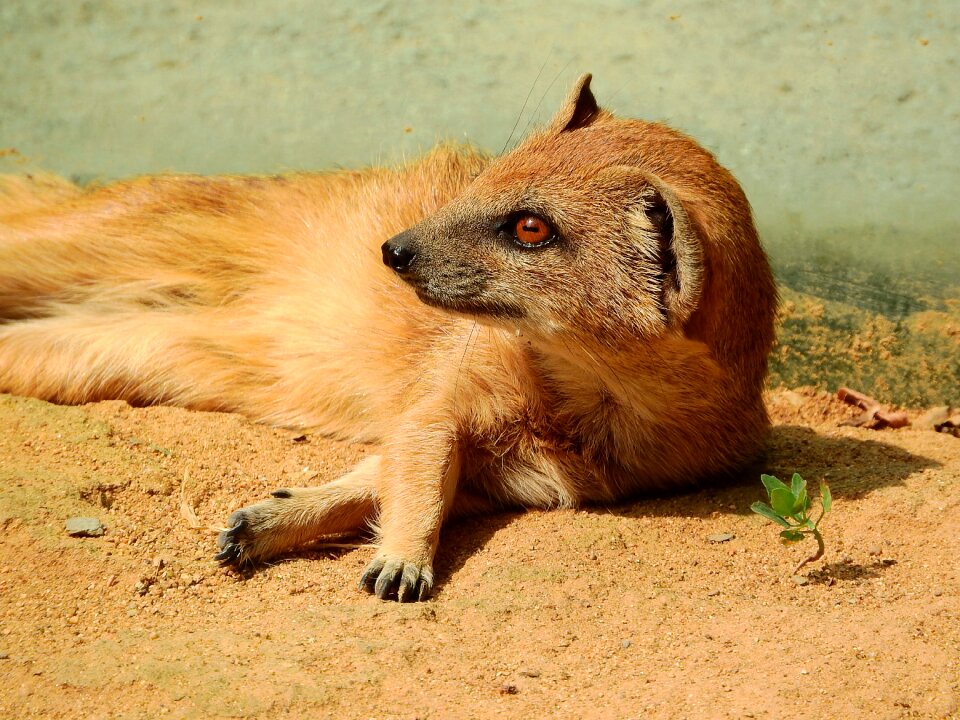 Mongoose cynictis penicillata african beast