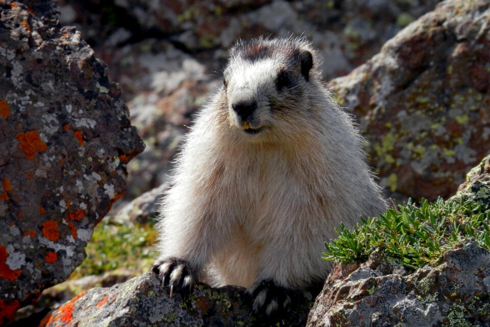 Wildlife denali national park