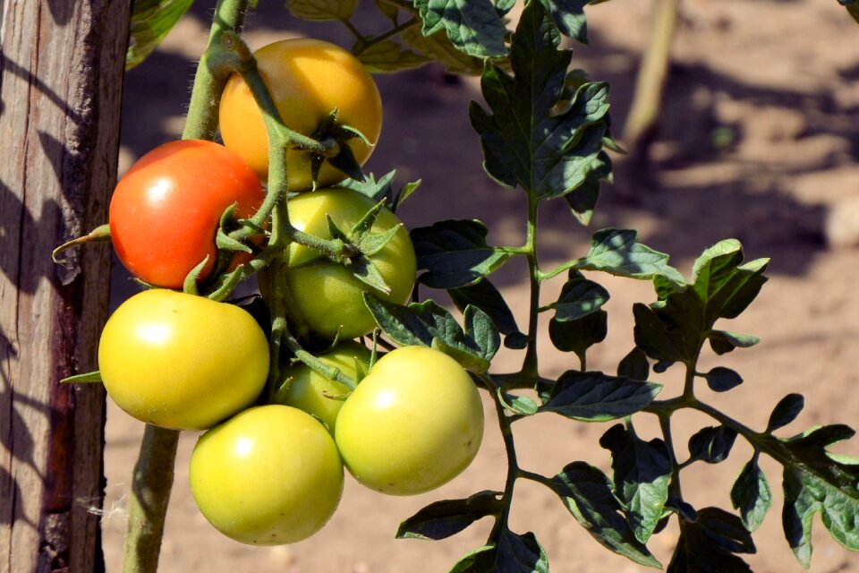 Garden tomato shrub nachtschattengewächs