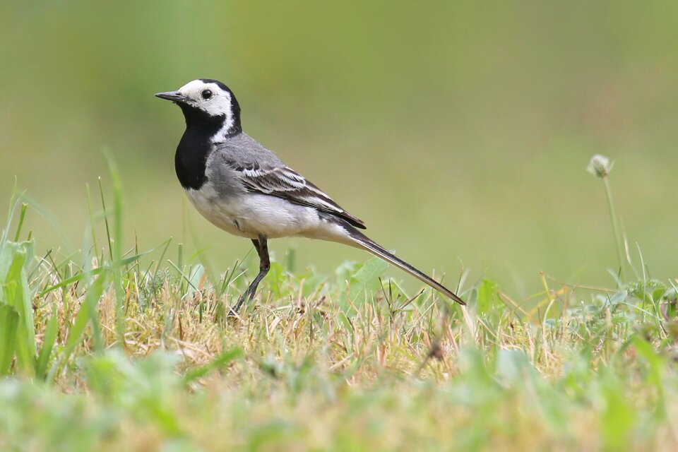 Animals songbird feather