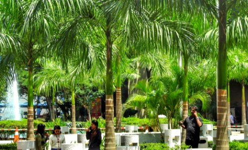 Natural Sunshade