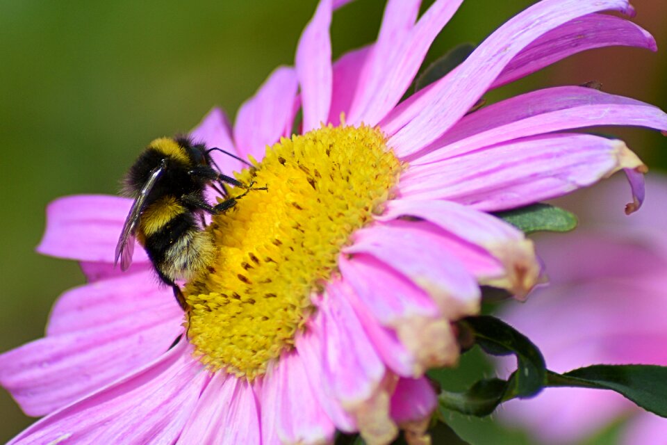 Insect flower summer