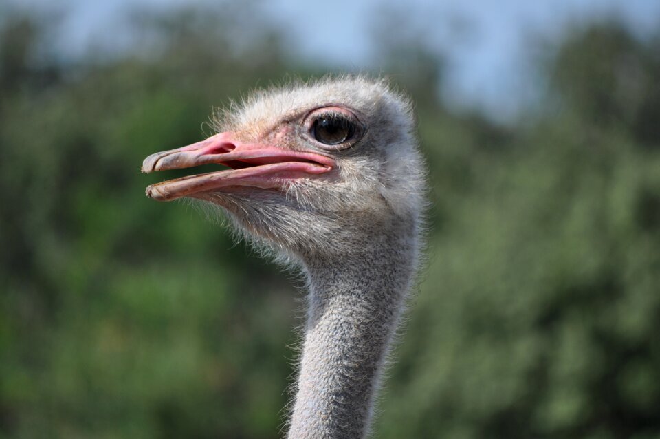 Nature animal fauna