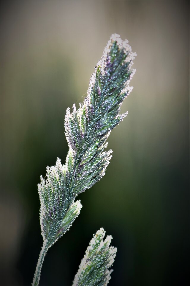 Nature meadow close up photo