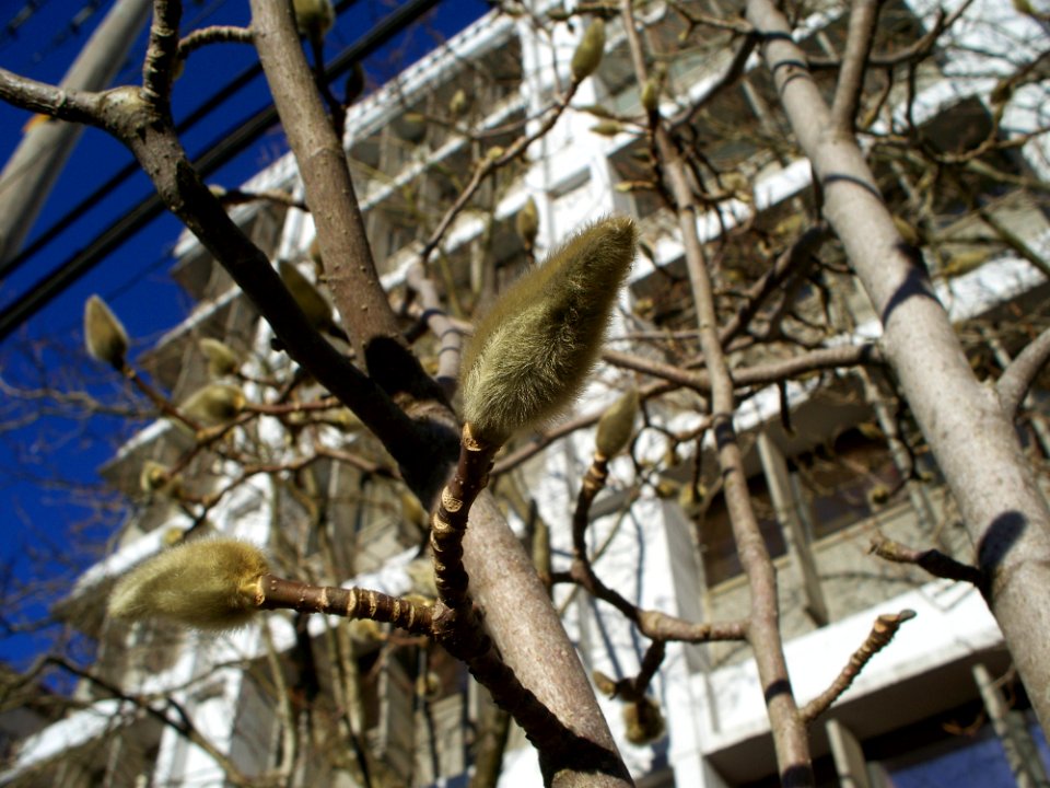 Spring's Coming