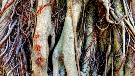 The Surface of a Big, Old Tree