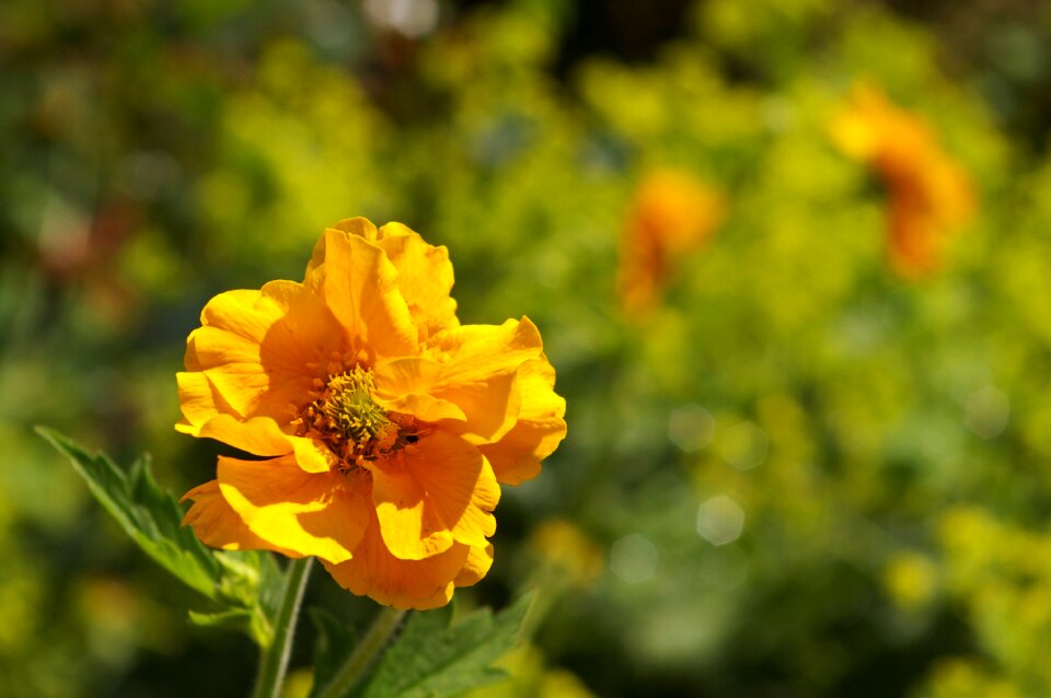 Nature garden summer
