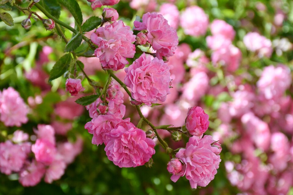 Floribunda fragrant beautiful