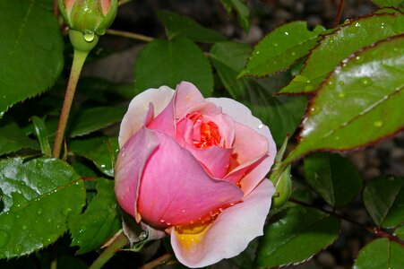 Rose garden blossom bloom