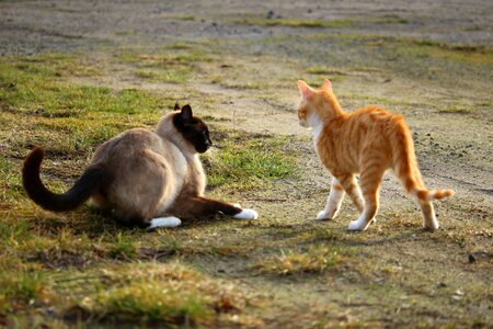 Play siamese fight