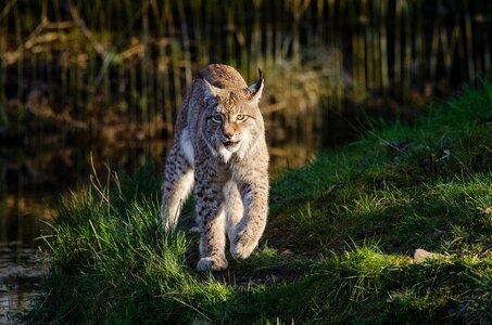 Predator nature outdoors
