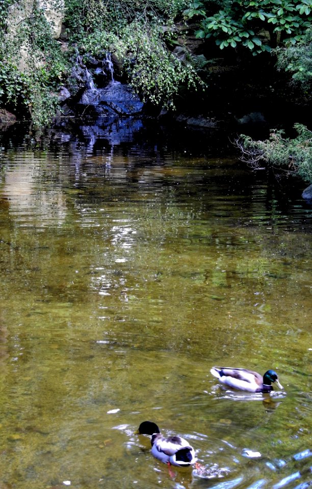 In Search of Ducklings