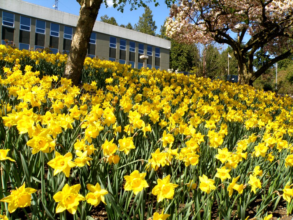 New Westminster City Hall 1