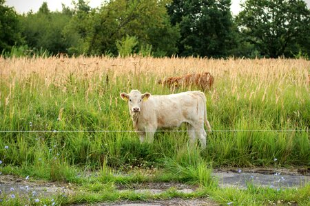 Beef cows milk cow