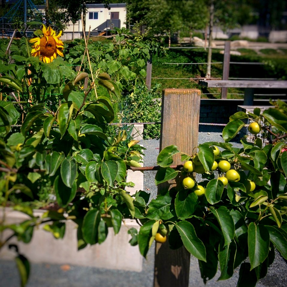 Community Gardens