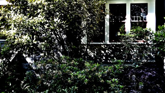 Bushes
