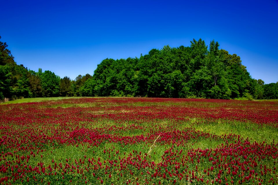 Wildflowers idyll picturesque
