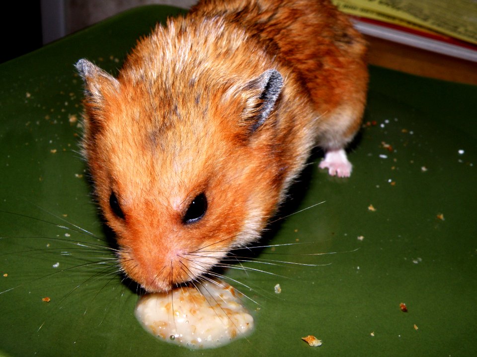 Oatmeal