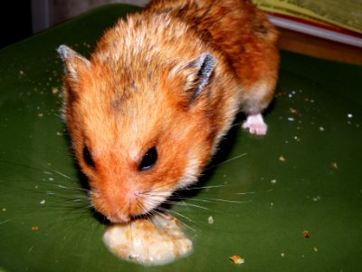 Oatmeal
